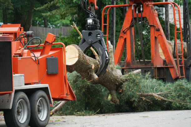 Best Seasonal Cleanup (Spring/Fall)  in Hopwood, PA